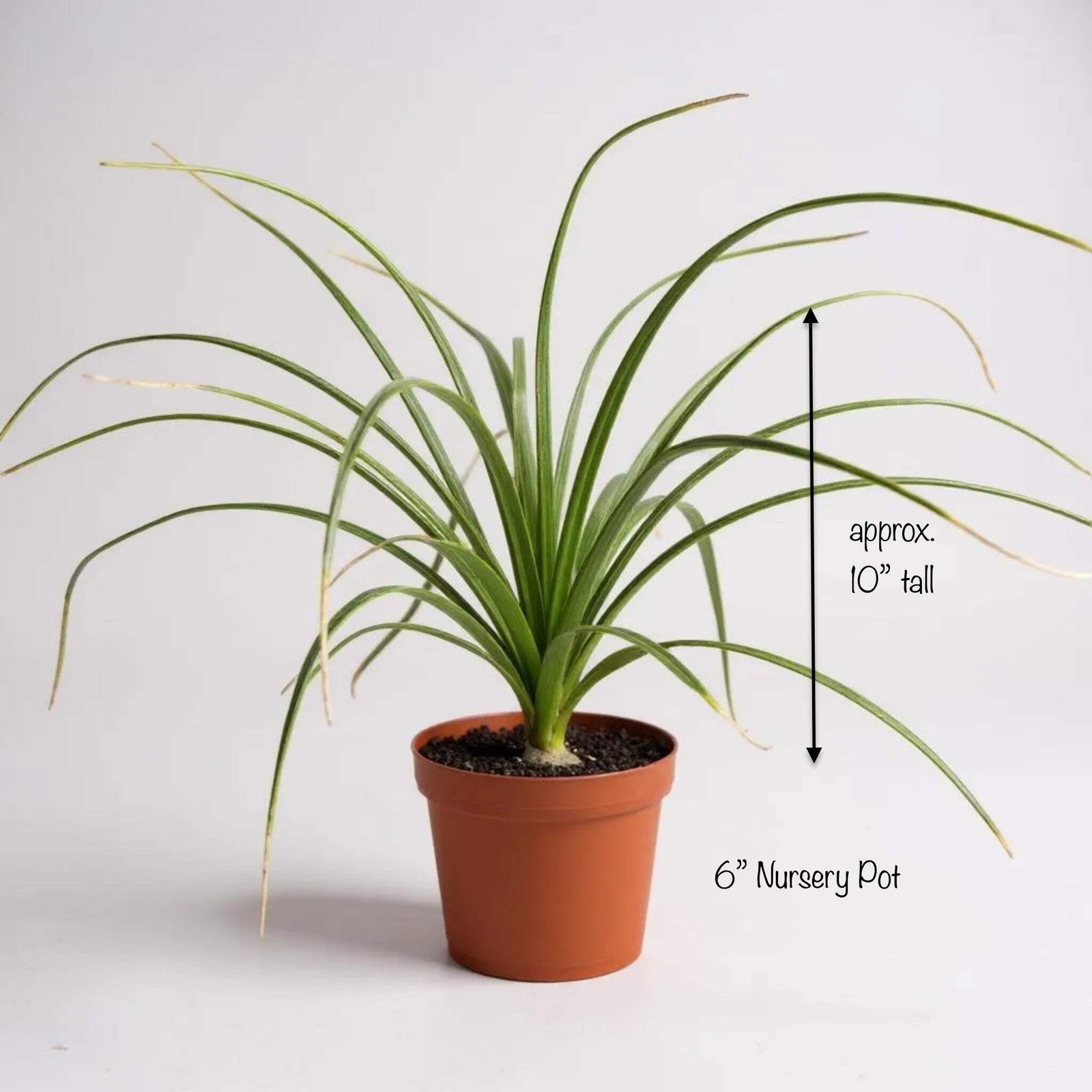 Ponytail Palm (Beaucarnea recurvata) | Elephant’s Foot Tree -Grown in California