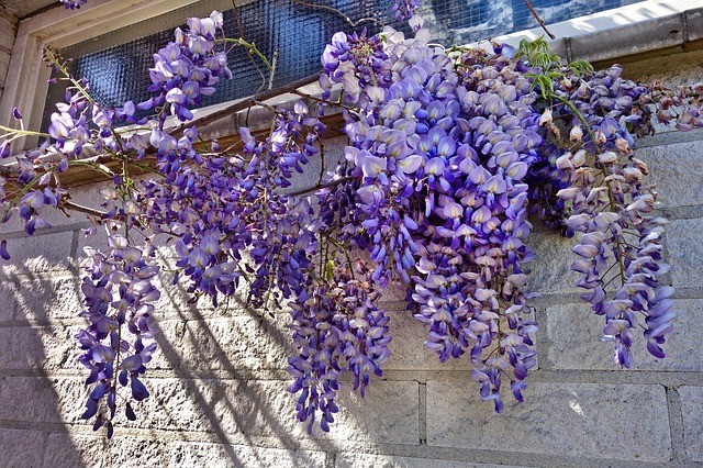 1 Chinese Wisteria 12-24″ Wisteria sinensis Starter Plant