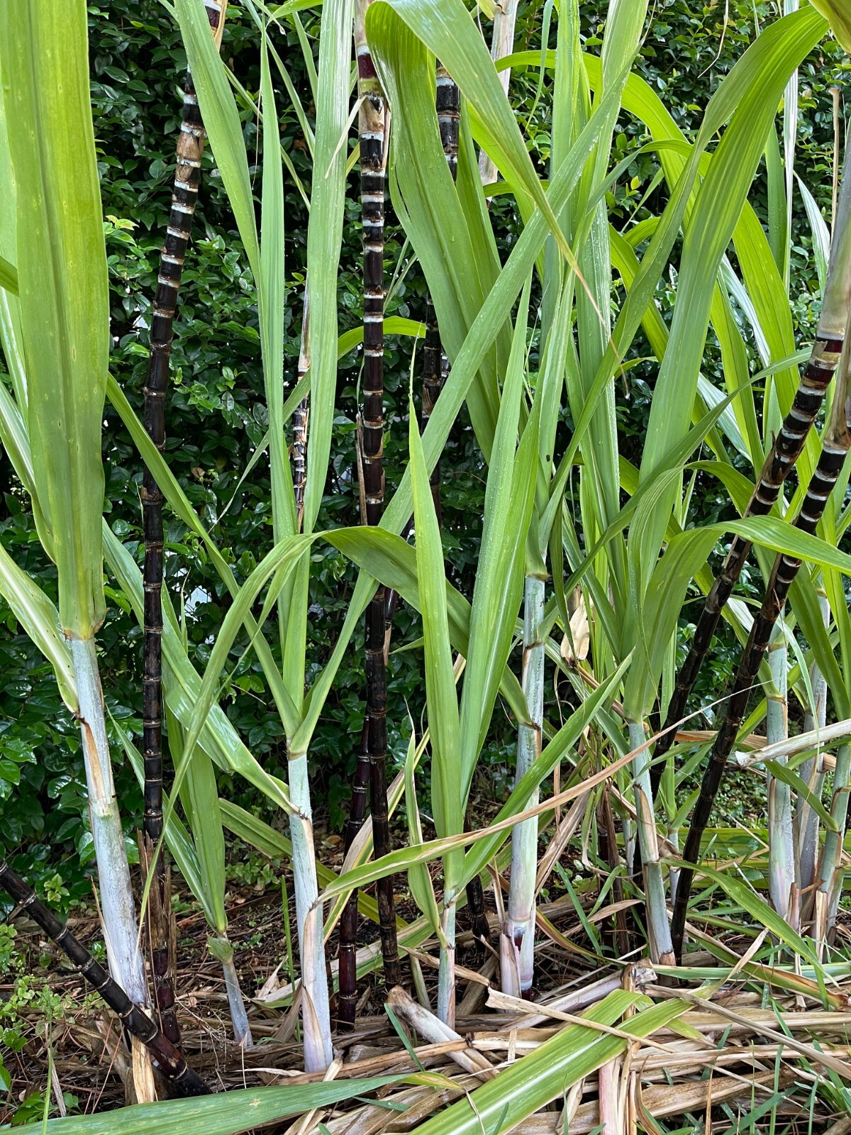 1 pot rooted Asian dark purple Sugarcane Plants Organic -Sugar Cane ( Mía tím)