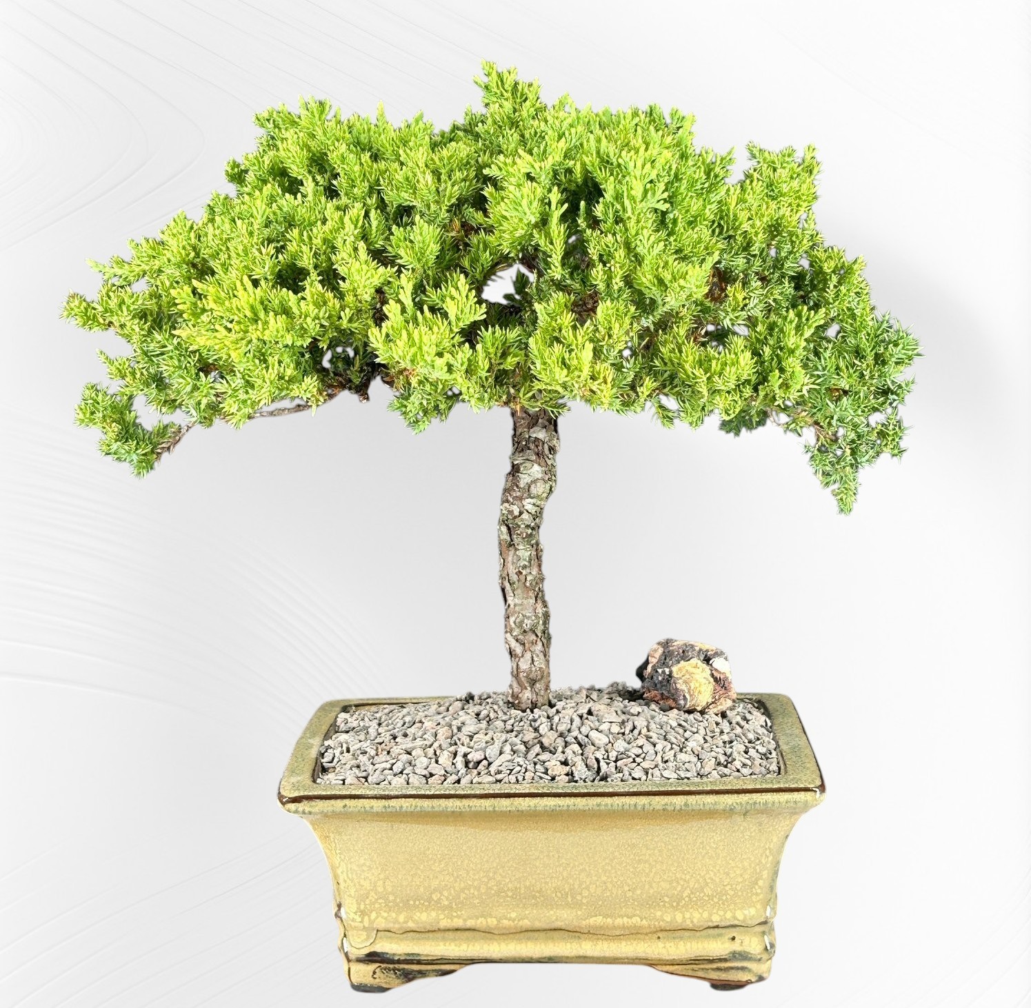 Juniper Bonsai Tree 14″H In Beige Ceramic Pot Outdoor Evergreen Trained Bonsai