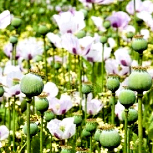20,000 Organic, Untreated Tasmanian Papever Somniferum Poppy Seeds for Planting