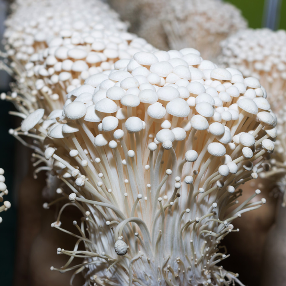 Enokitake Mushroom Grain Spawn (1 pound)