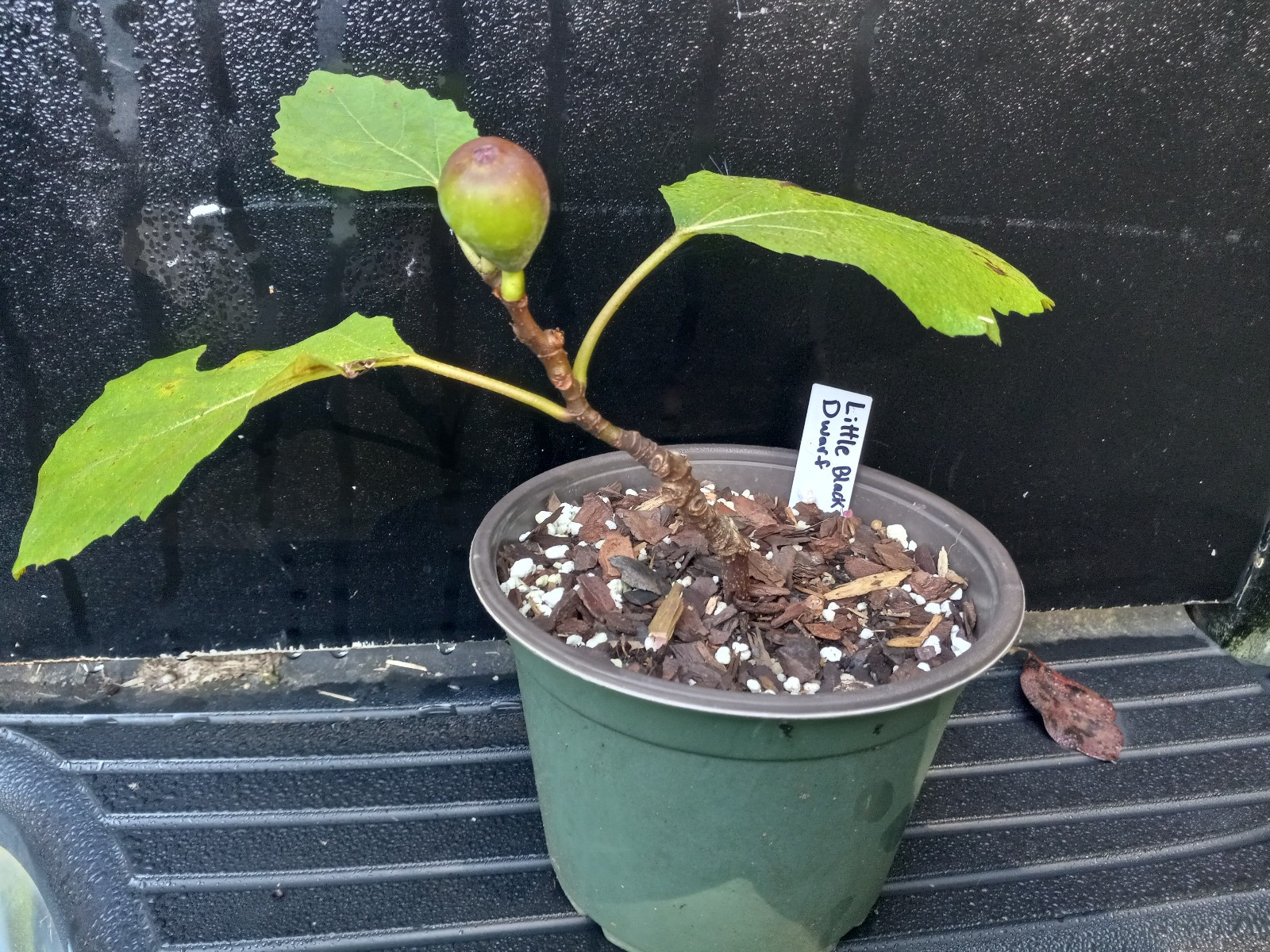 Petite Negra Fig Tree Dwarf Very Productive Good roots in 4×4″ pot, 6-10″ Tall