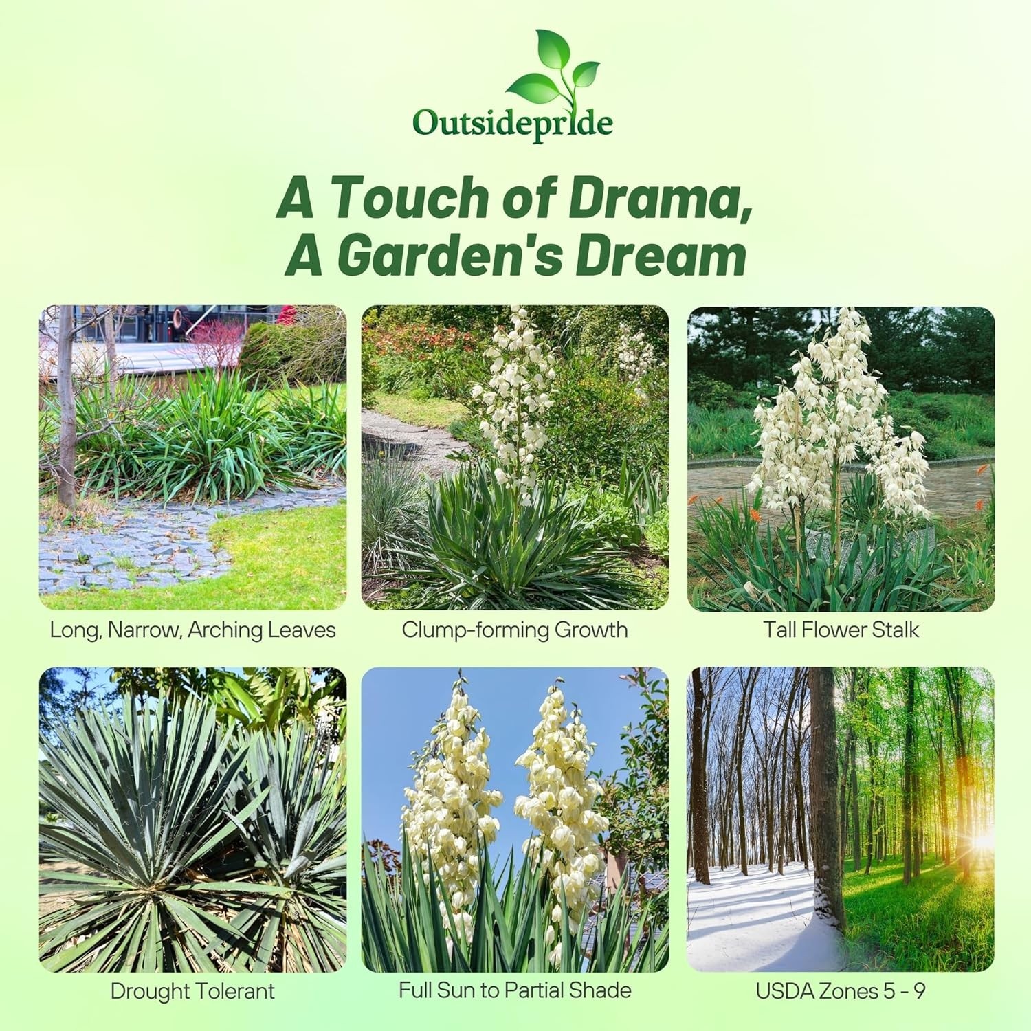 200 Seeds Yucca Filamentosa Adam’s Needle Drought Tolerant Garden Shrub Plant