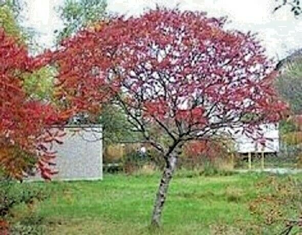 10 GEORGES WITCH HAZEL SEEDS – Hamamelis × intermedia