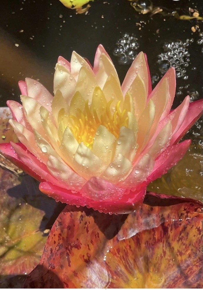 Greggs Orange Beauty Water Lily Pond Plant