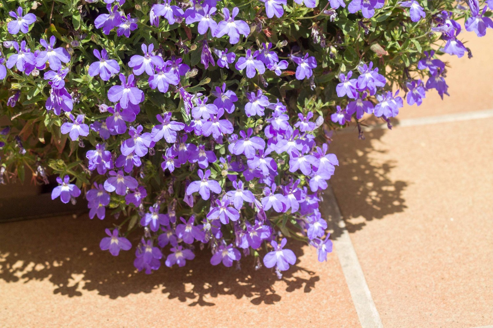 200 LILAC Purple LOBELIA REGATTA Lobelia Erinus Flower Seeds