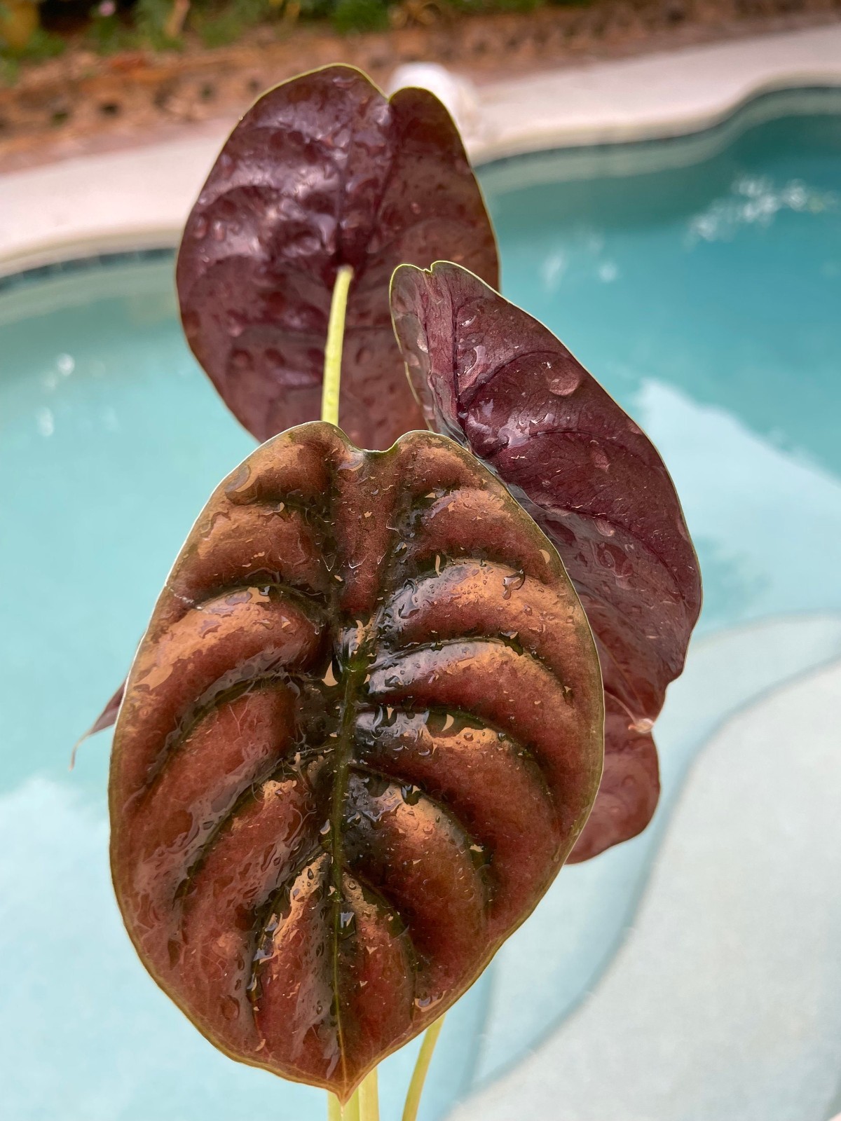 Alocasia Cuprea Red Secret 3 Pack Starter Plants Live Rare Houseplants