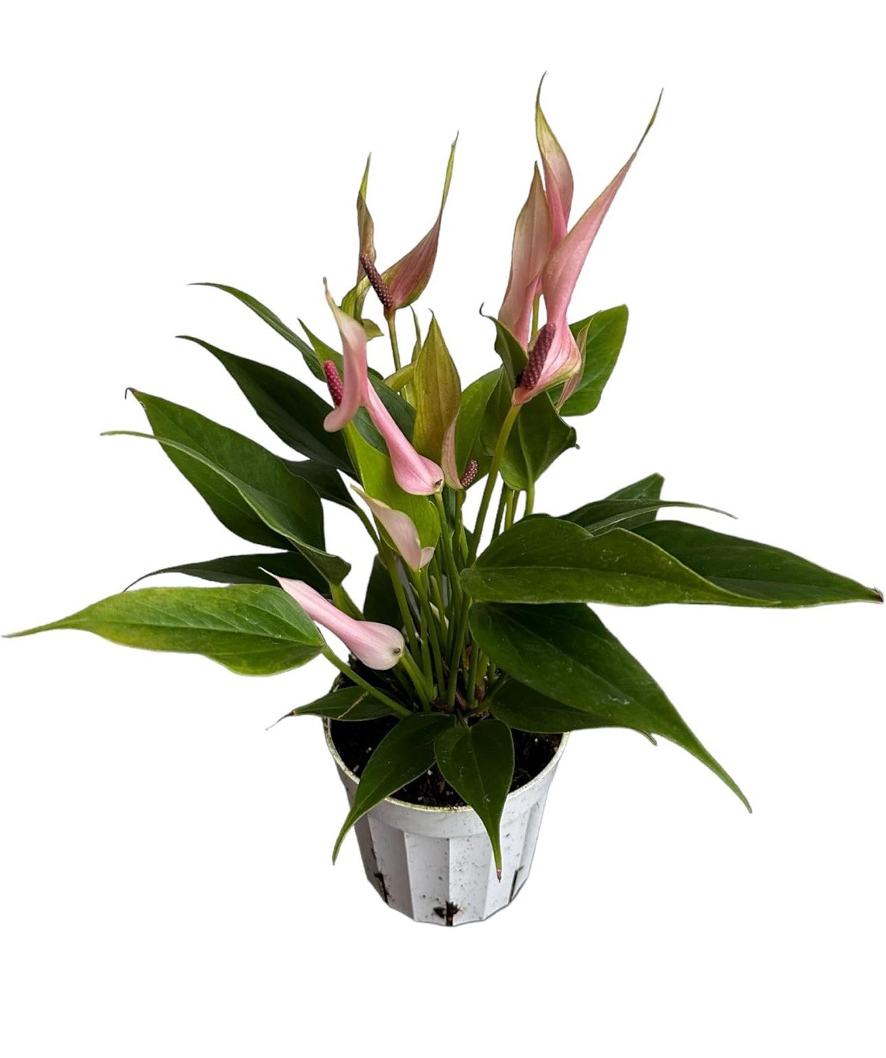 Lily pink Anthurium Approx. 12-13 heights in 4 inch nursery pot