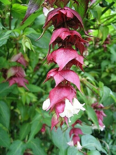 Himalayan Honeysuckle bush 201 seeds hardy perennial, mariesgreengarden