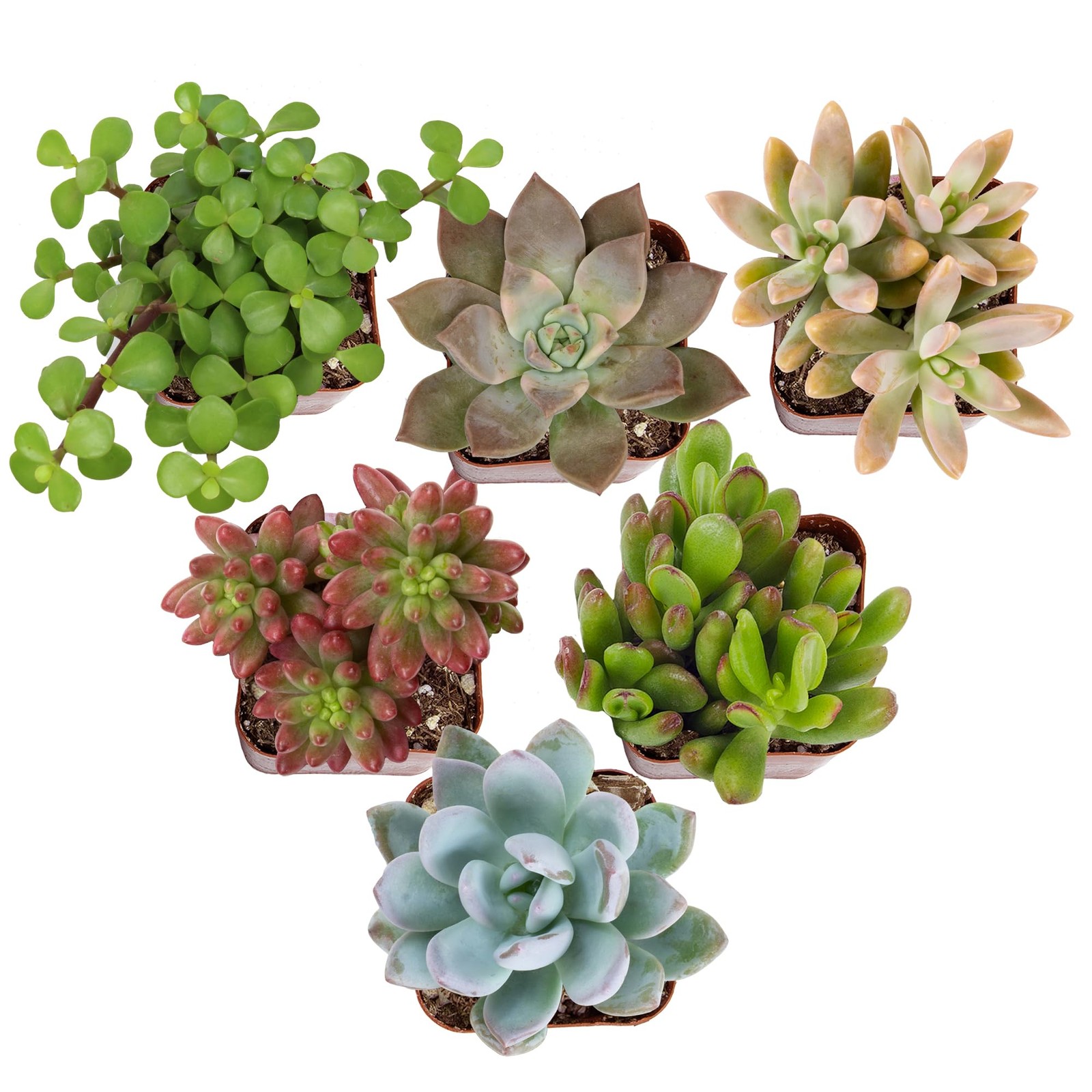 Colorful Deluxe Live Succulent Plants (6 Pack), Assorted Colors, No Duplicate…
