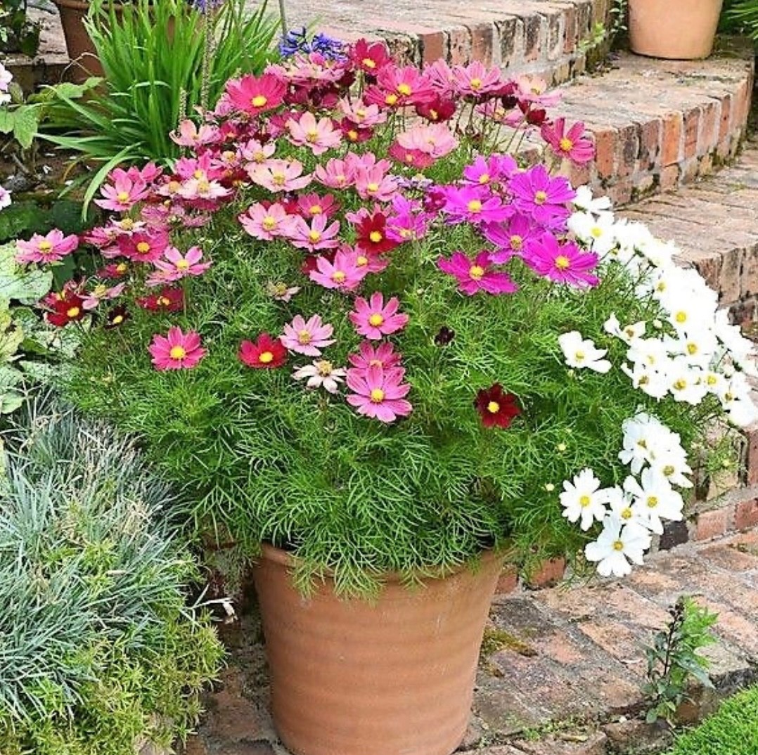 50 Fresh Cosmos Seeds Tall Sensation Mix Low Maintenance Cottage Garden 2026🇺🇸