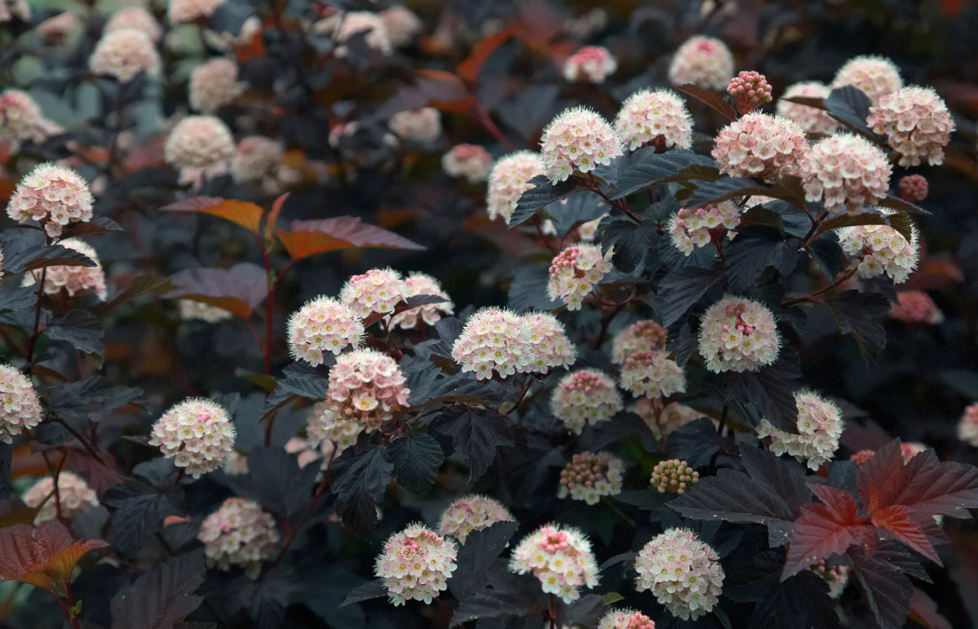 Live Crimson Diablo Ninebark Plant– Live Shrub in 2.5-Inch Pot (6–12 Inches Tall