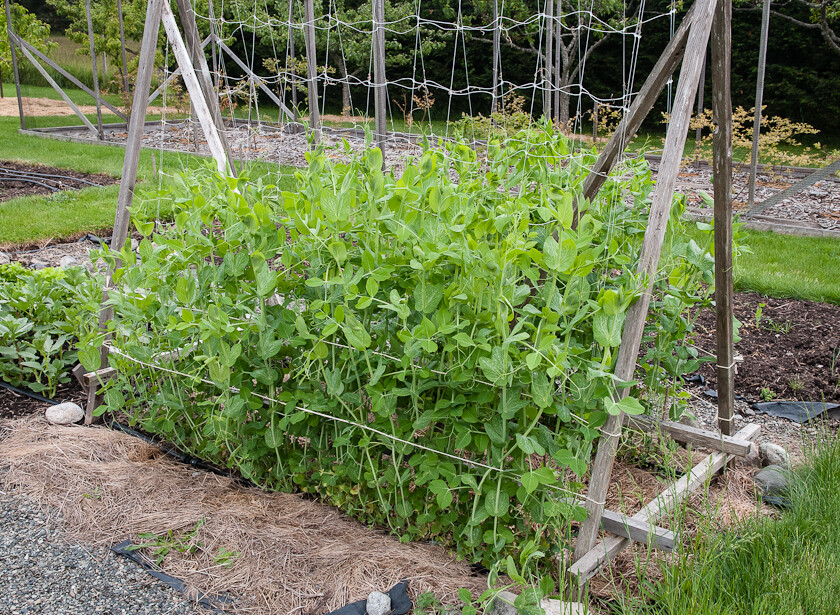 50+ Sugar Snap Pea Seeds HEIRLOOM-NON-GMO, Always Fresh Seeds for Your Garden