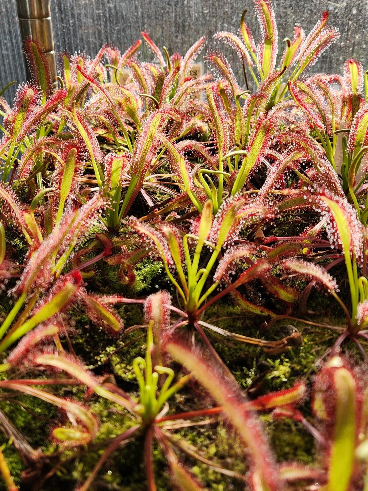 CARNIVOROUS PLANT 4 PACK- LIVE-DSCI (Sundews And VenusFlytrap)