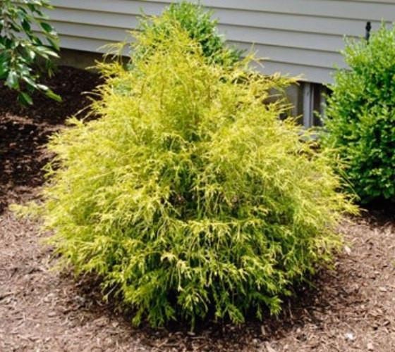 ( 1 ) – Gold Mop Weeping Threadleaf Cypress – Starter Plant ( L7 ) ( 1 plant )