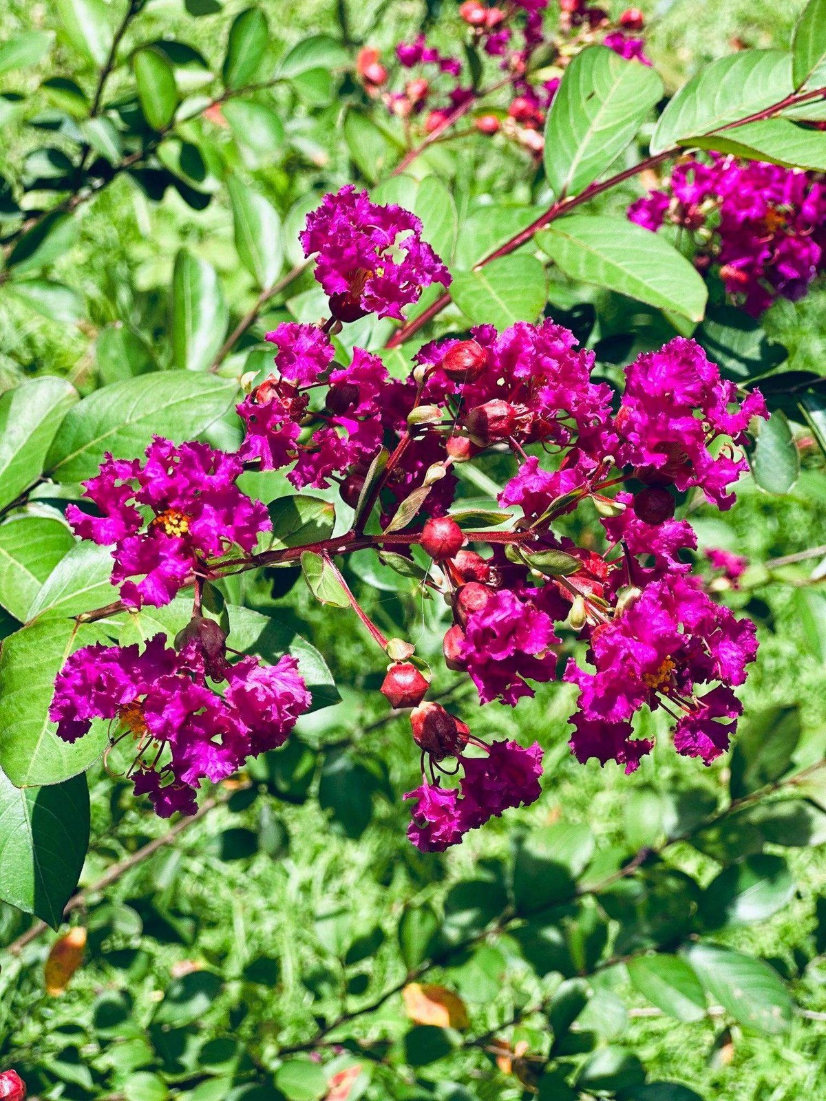 Purple Velvet Crape Myrtle: Dark Purple Flowers with a Distinct Fuchsia Underton