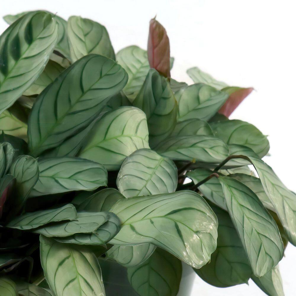 4 In. Calathea Amagris Plant in Grower Container (3-Pack)