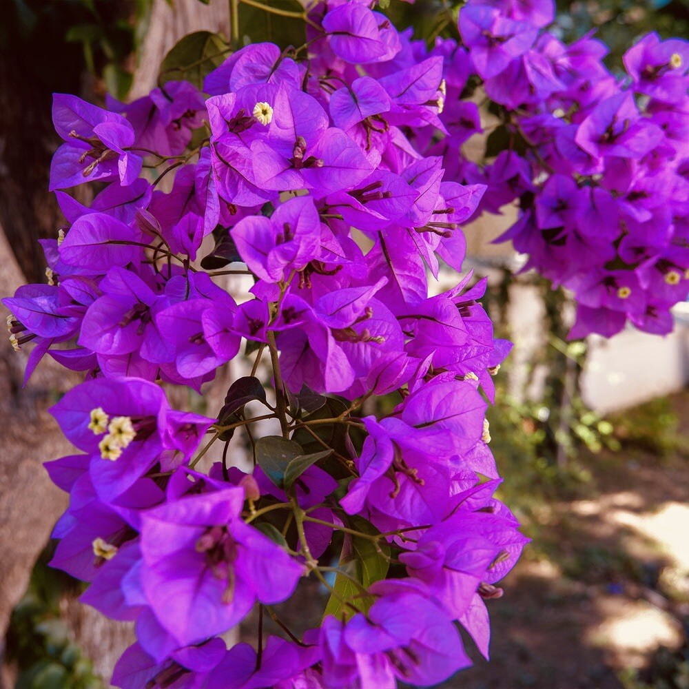 1 PC 4” POT ROYAL PURPLE BOUGAINVILLEA LIVE PLANT FRESH GUARANTEED BEST GIFT