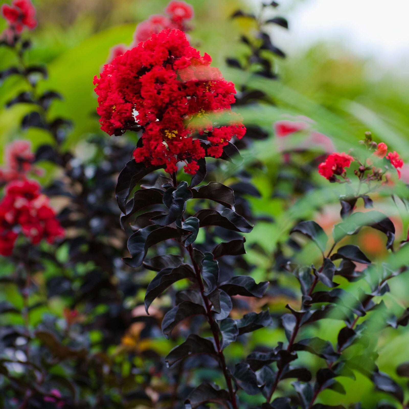 Ruby Thunderstruck Crape Myrtle Starter Lagerstroemia Rooted “STARTER” Plant