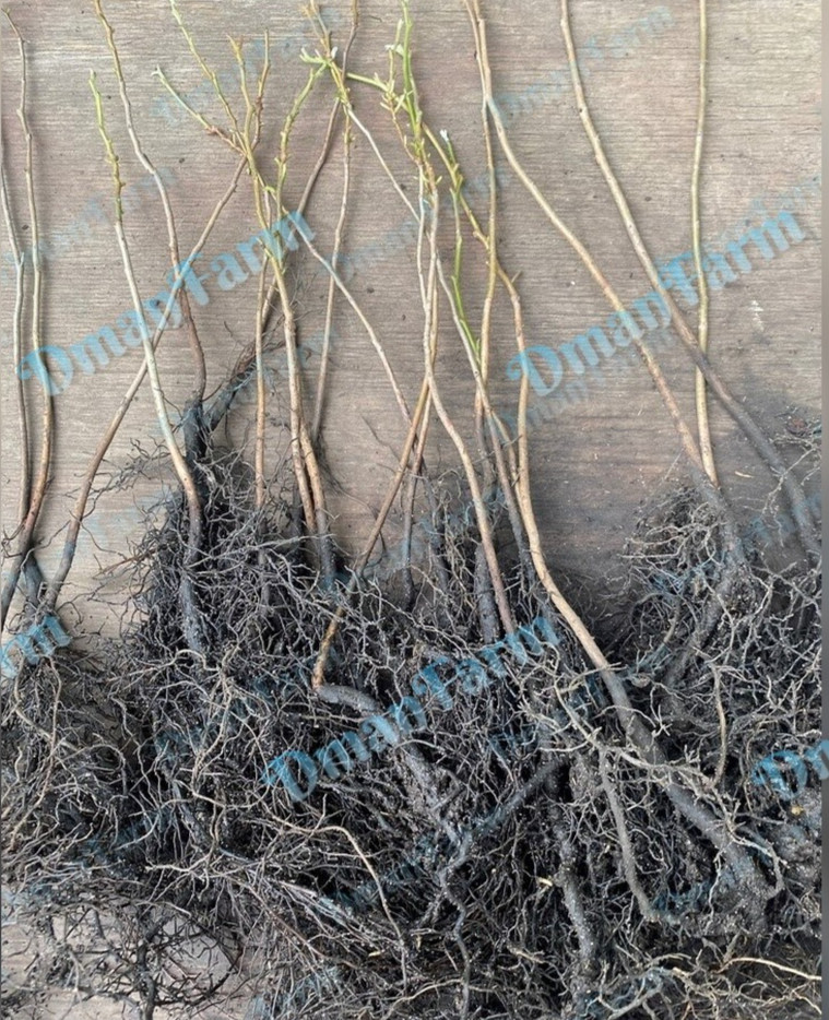 Persimmon Tree American Native Diospyros Virginiana Bareroot Seedling Live Plant