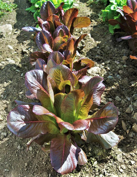Rouge De Hiver Romaine Lettuce Seeds | Lactuca Sativa Red Leaf Salad Greens 2024