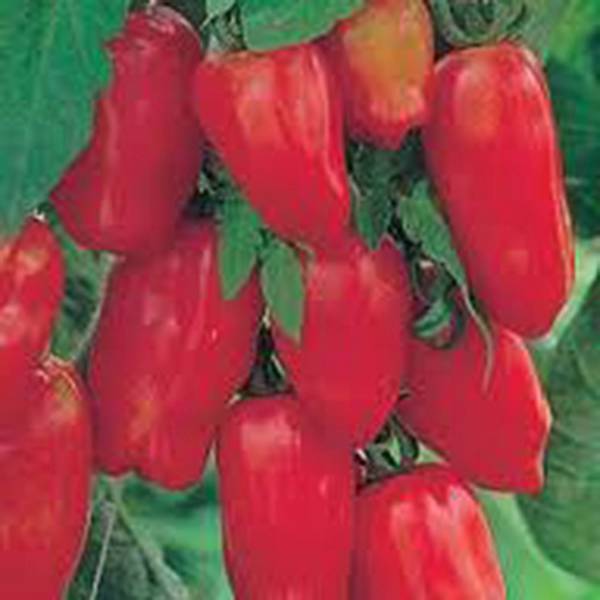 TOMATO, SAN MARZANO, HEIRLOOM, 500 SEEDS, TOMATO SEED, CLASSIC TOMATOES