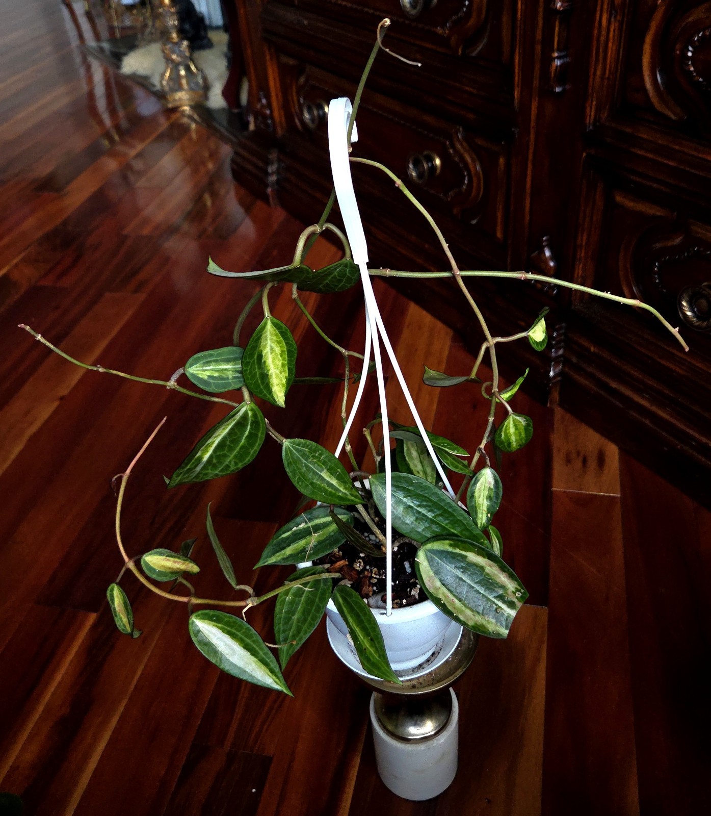 Rare Reverse Variegated Hoya Latifolia 24″ Tall Not Monstera Philodendron Aroid