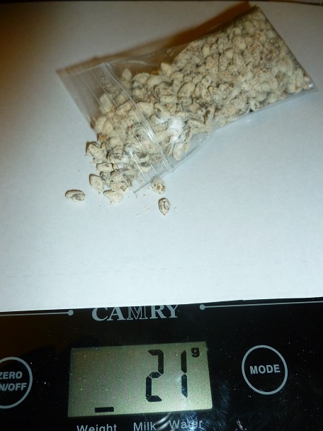 WHITE OREGON TRUFFLE mushroom spores spawn/mycelium (on dry seeds)