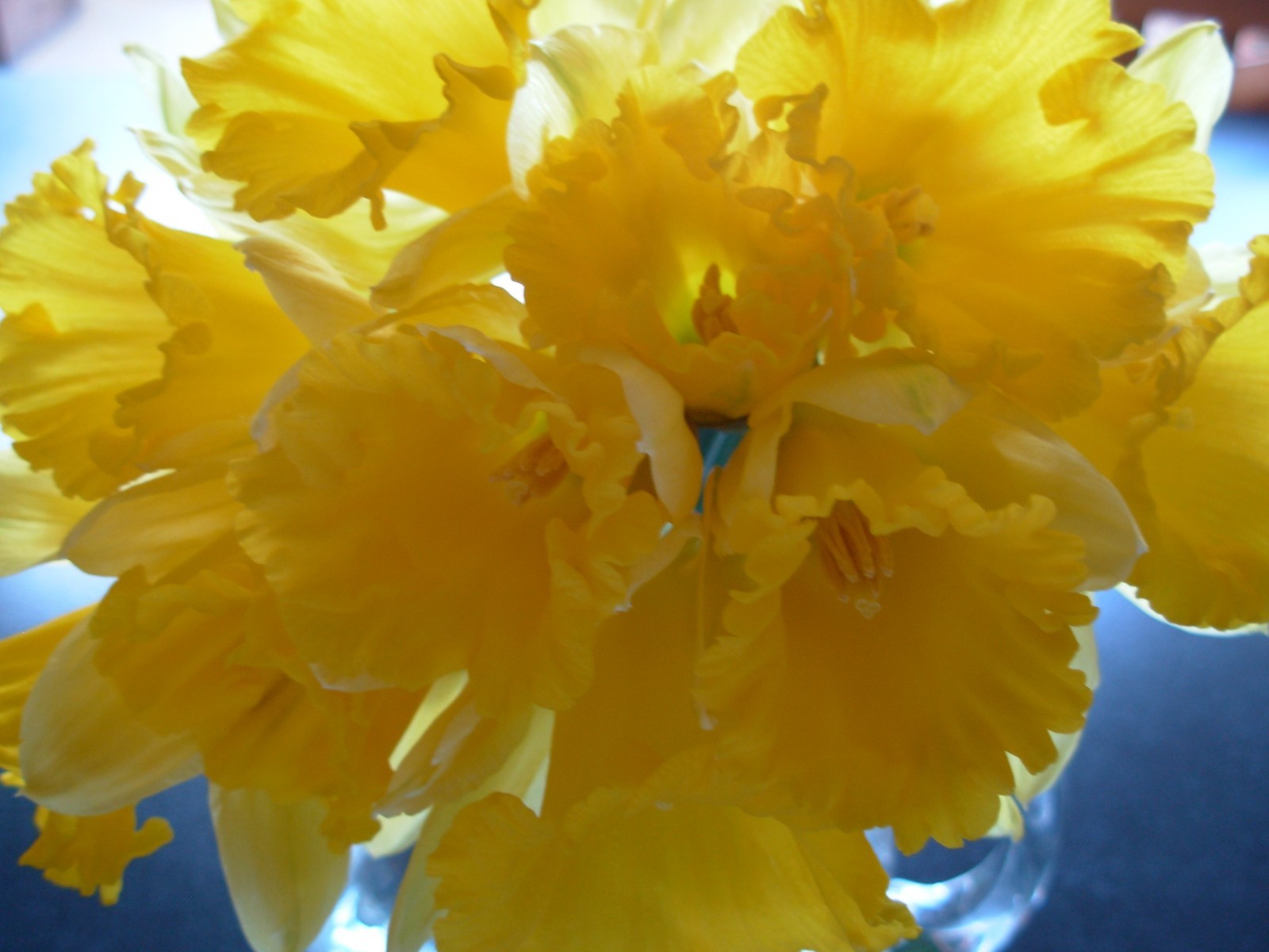 100 WILD DAFFODIL bulbs LENT LILY, BUTTERCUP