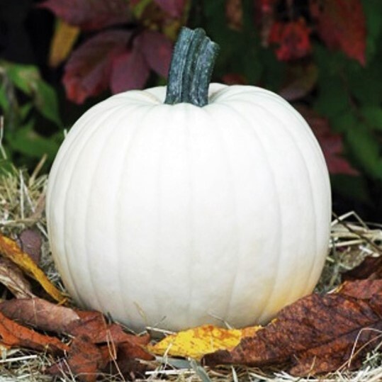 Lumina White Pumpkin Seeds | PVP Giant Polar Bear Pumpkins Vegetable Seed 2023