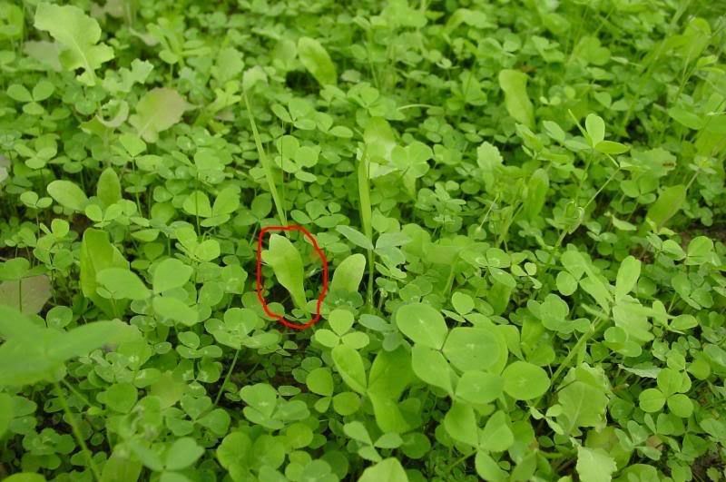 Sixpoint Chicory Food Plot Seed – 1 lb.