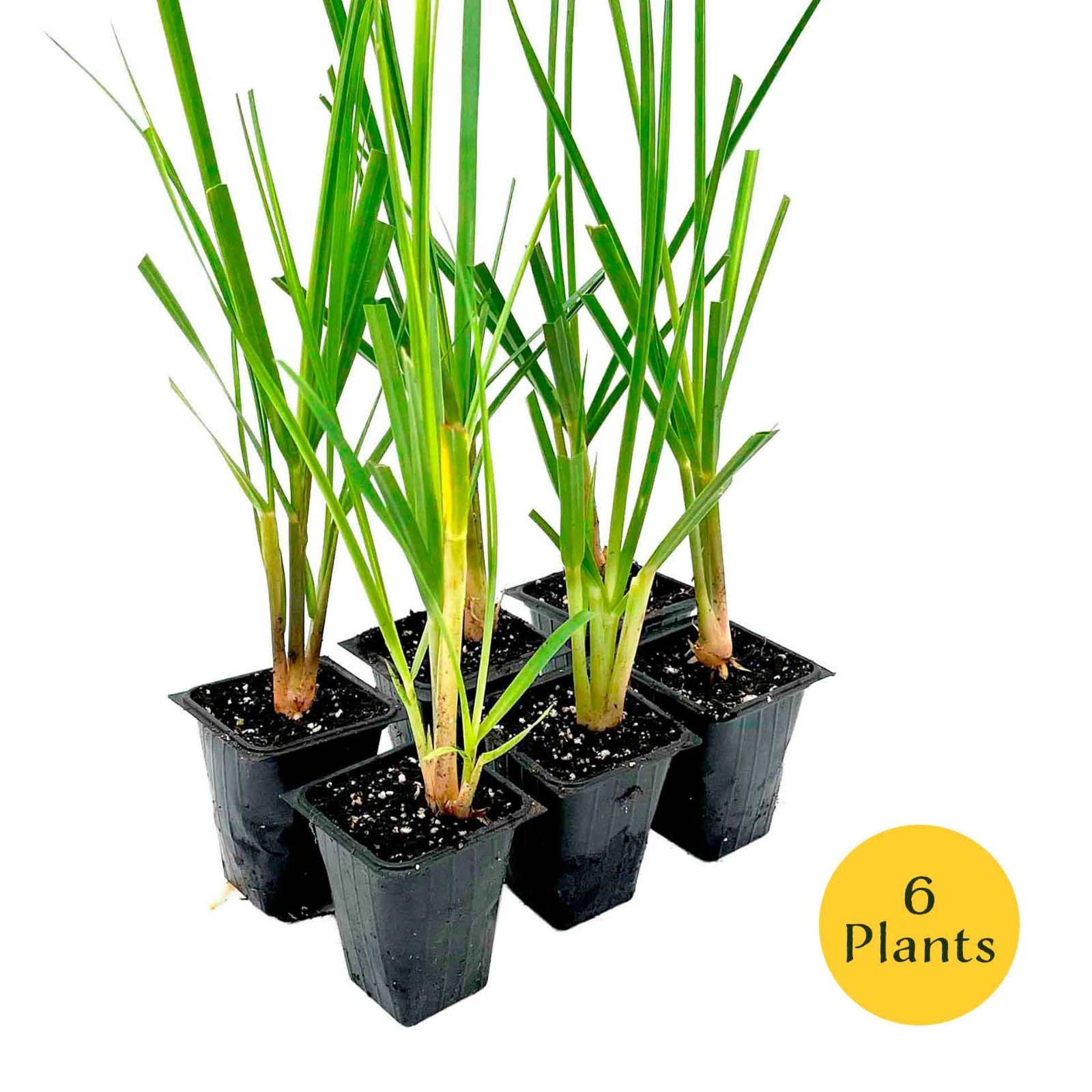 Dwarf White Pampas Grass (Cortaderia selloana ‘Pumila’) in 3.5″ Nursery Cubes