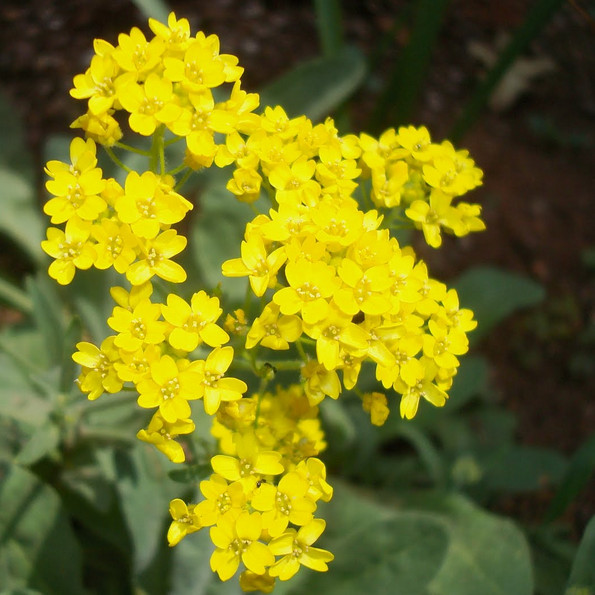 Basket Of Gold Alyssum Seeds | 250 – 5,000 Seeds | Non-GMO | Free Shipping 1211