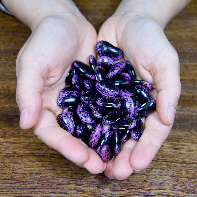 Scarlet Runner Beans, Non GMO – Heirloom, EDIBLE & ORNAMENTAL, AWESOME RED COLOR
