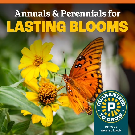 Pennington Wildflower Mix – Hummingbird and Butterfly 32 Ounce 2 pack