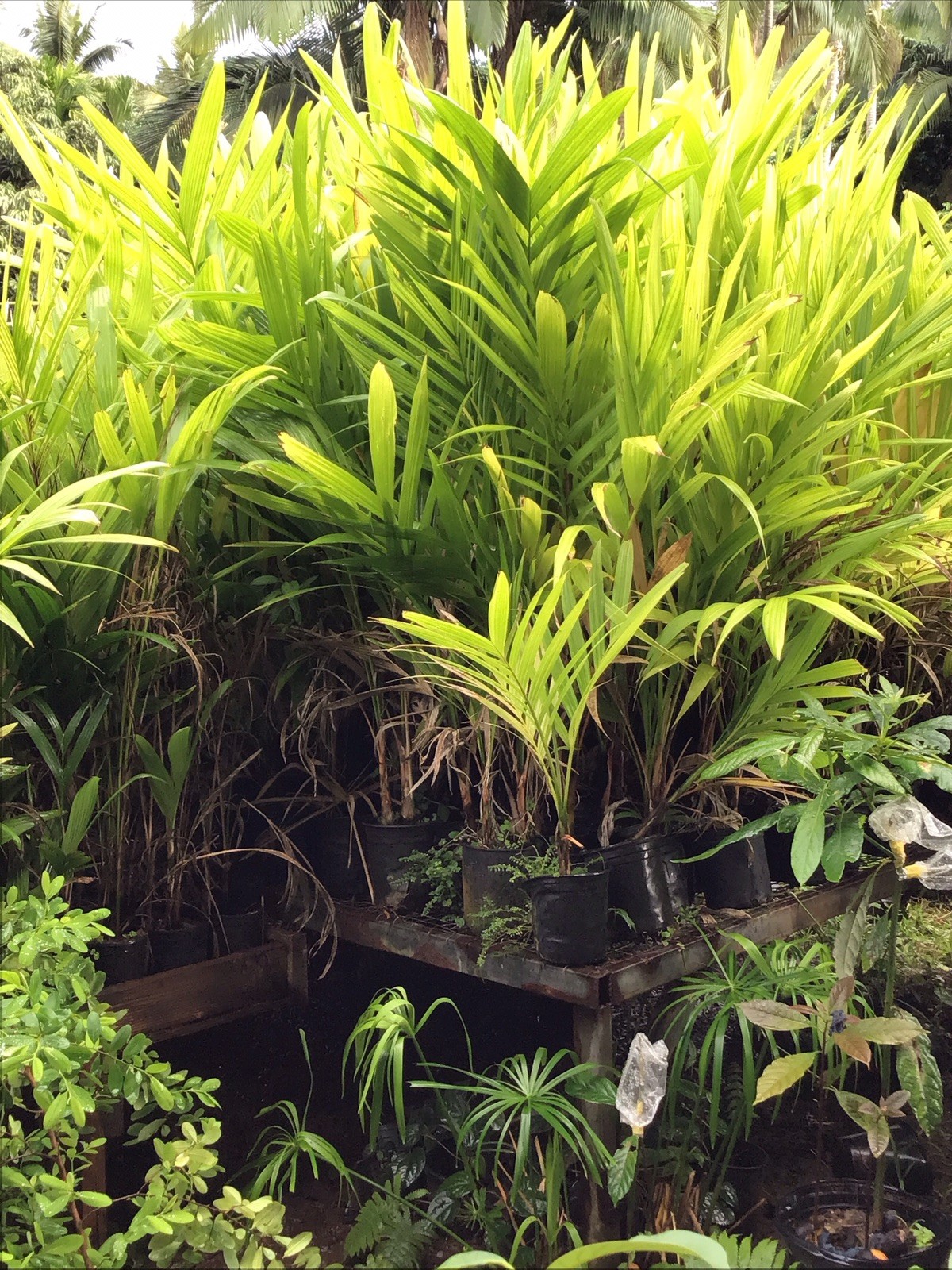 Organic Betelnut Palm Start 12-24” Live Plant Bare Root No Soil Hawaii Grown