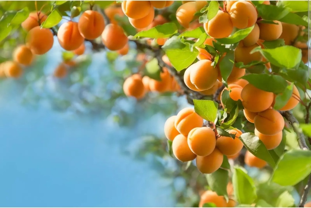 10 AMERICAN PLUM TREE SEEDS (Prunus americana) Fast Flower Plant Hardy-Zone 3