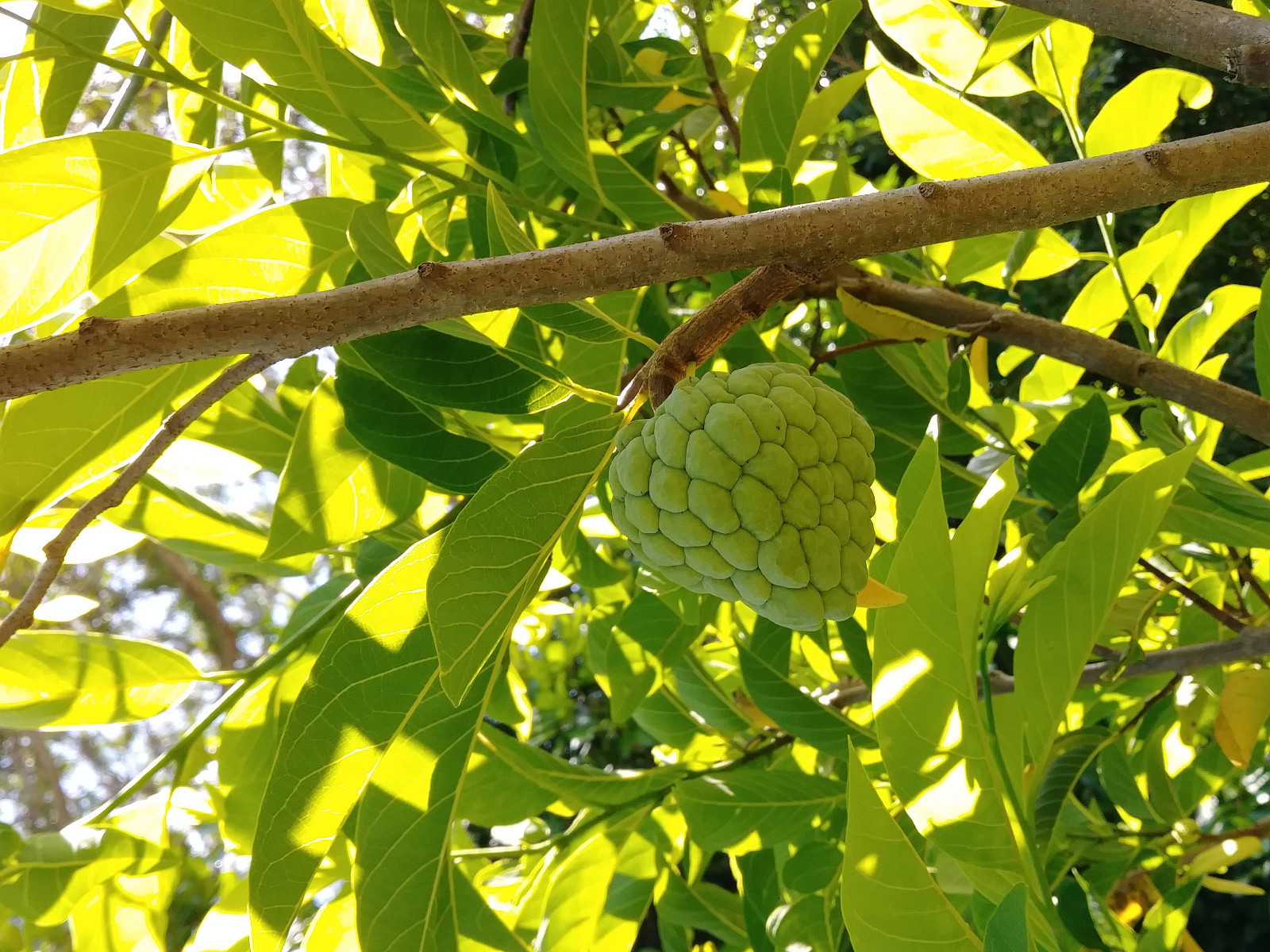 SUGAR APPLE SEEDS – 6 Seeds -Produces BIG, SWEET fruit – SWEET SOP