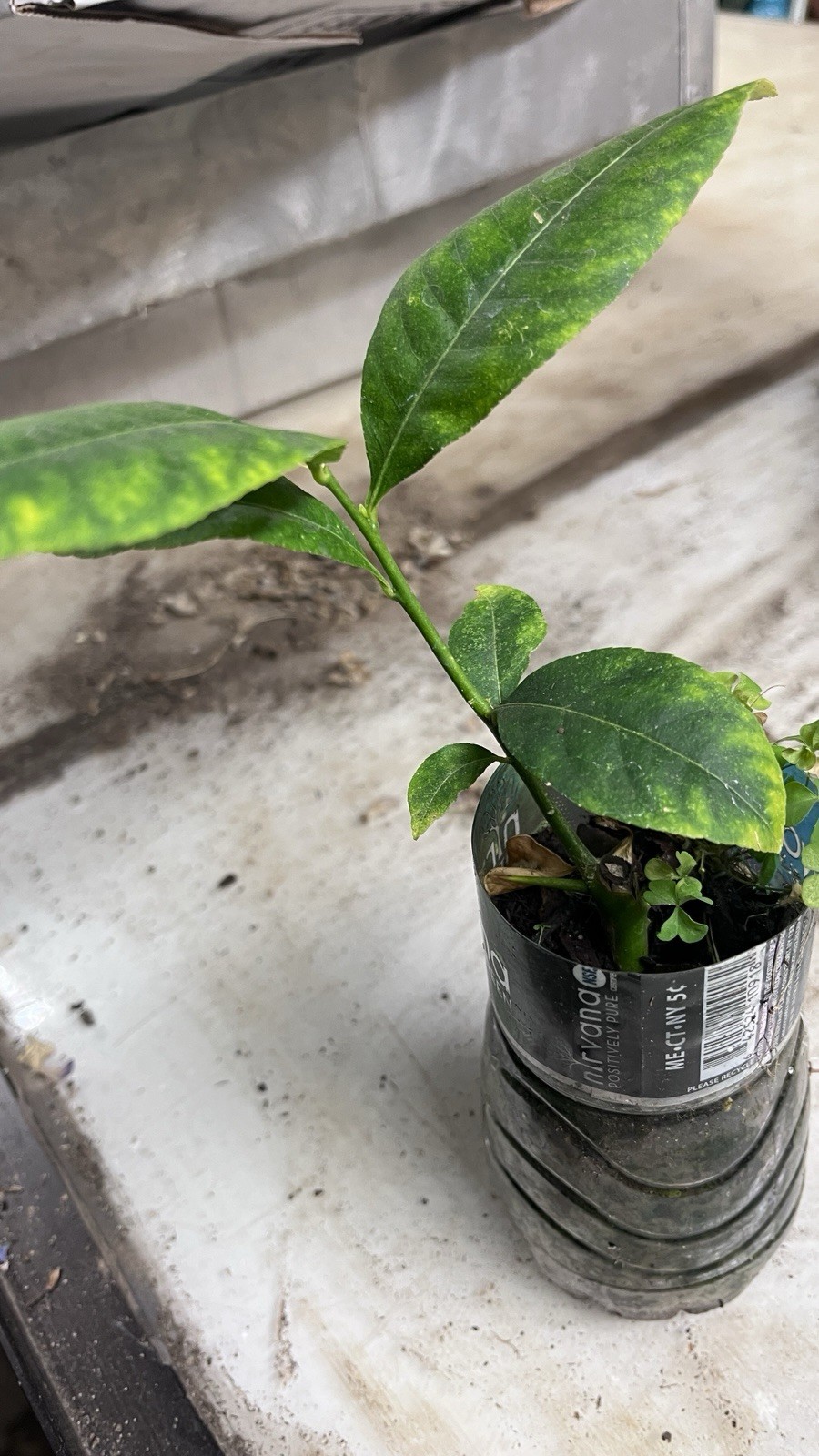 Assam lemon plant (Kaji Nemu), rooted, shipped in container with soil