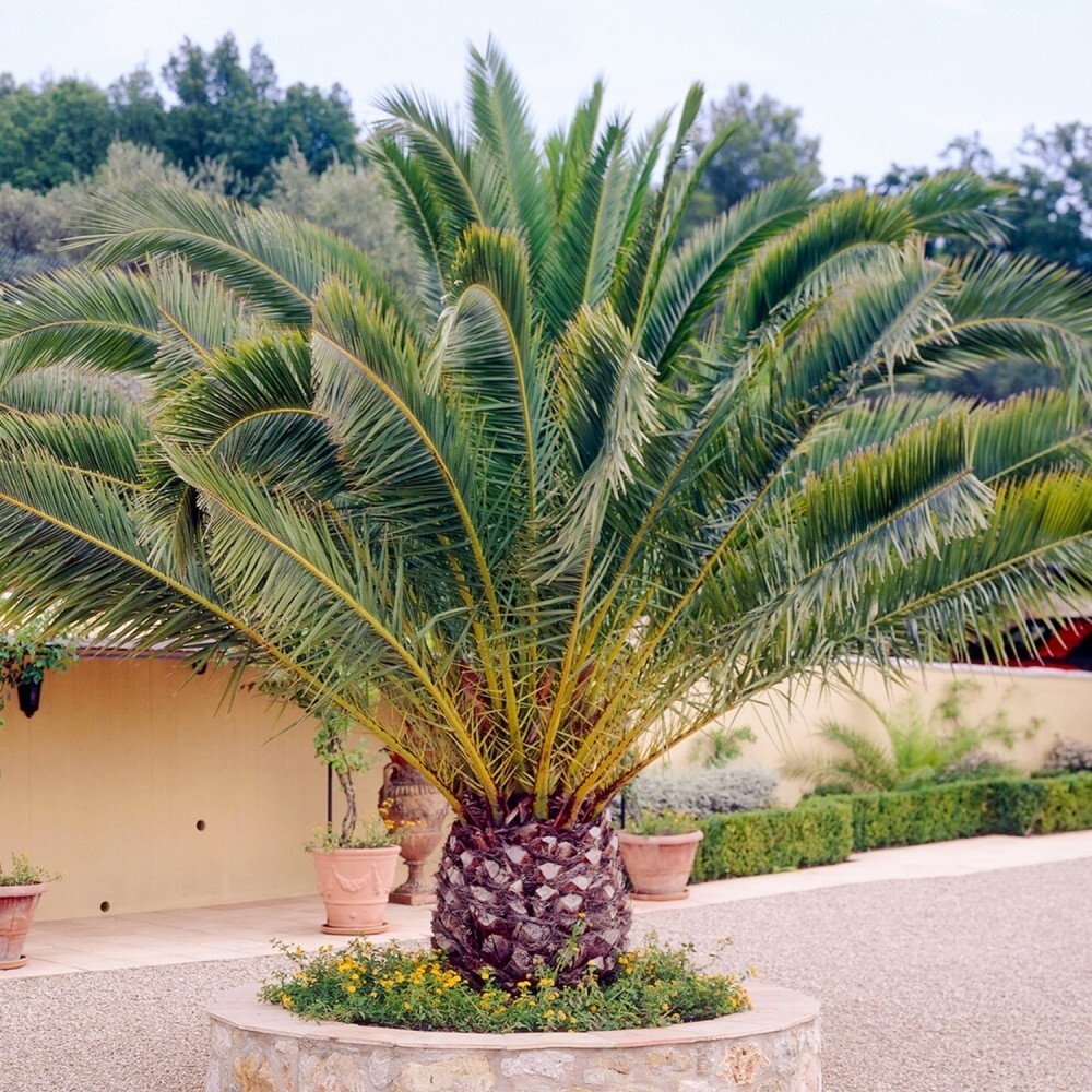 10 CANARY ISLAND DATE Pineapple PALM Tree Seeds~Phoenix Canariensis~Fruit Plant