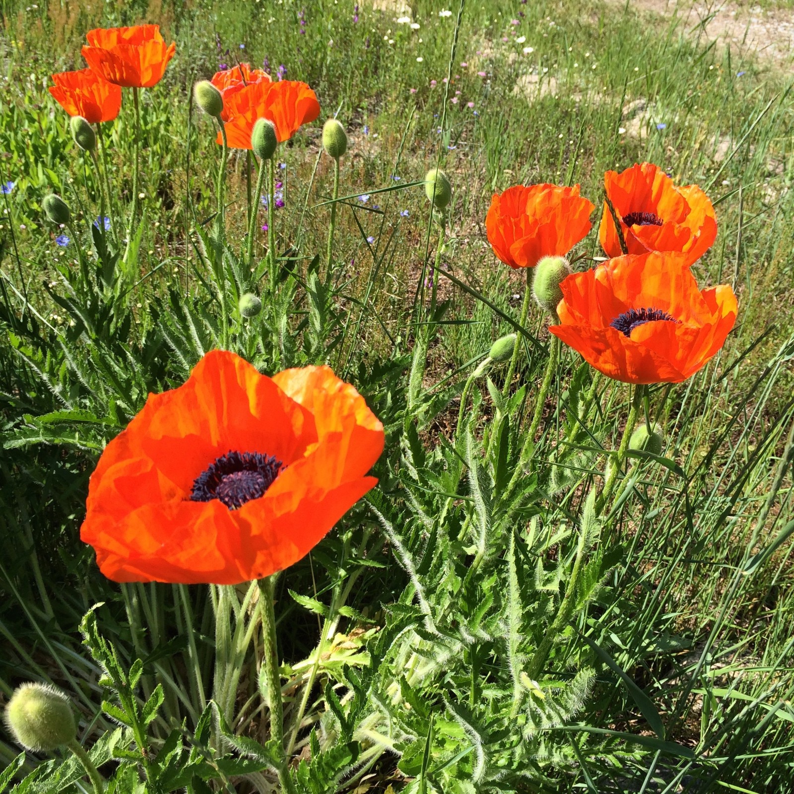 Red Corn Poppy 100 mg Seeds Heirloom Non-GMO