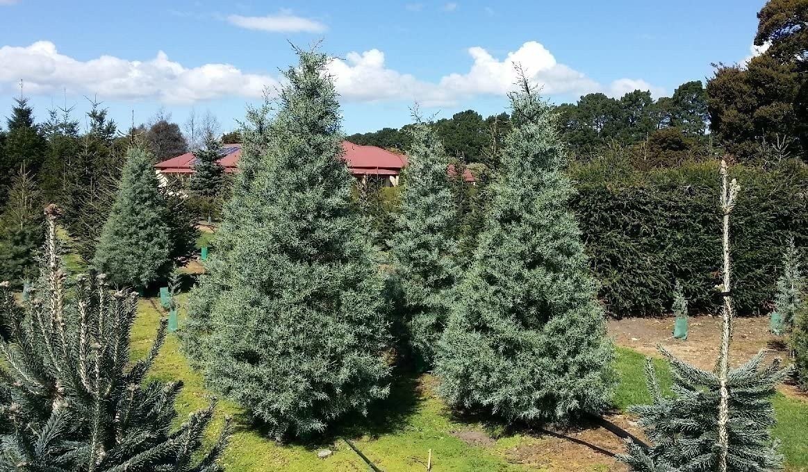 Arizona Blue Ice Cypress | 1 Gallon | Cupressus arizonica | Low Maintenance