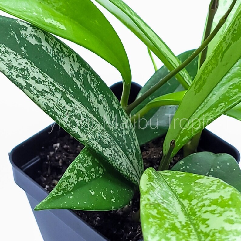 Hoya Pubicalyx Splash Live Houseplant 2.5″ Pot (Ships From California Nursery)
