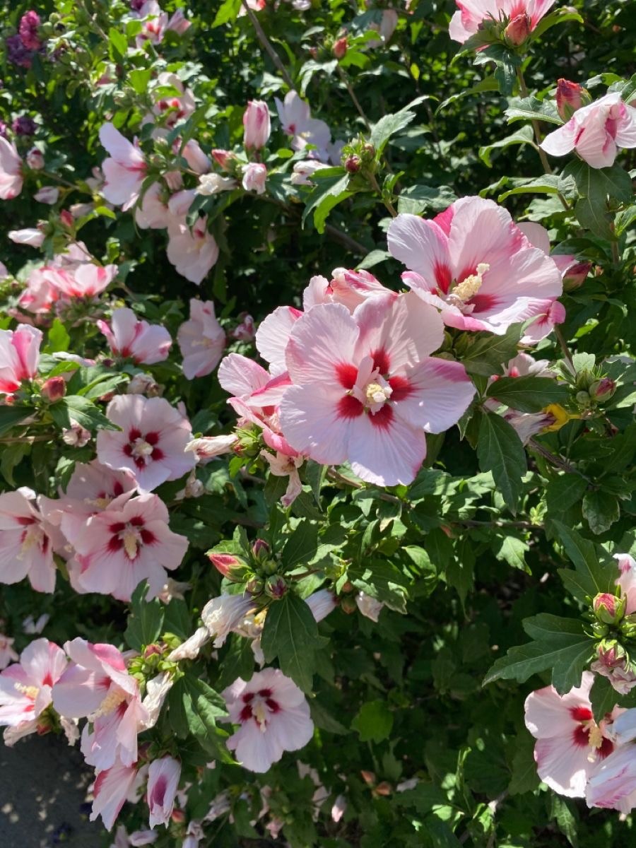500+ Rose of Sharon (Hibiscus Syriacus) Flower Fresh Seeds . Mixed Colors