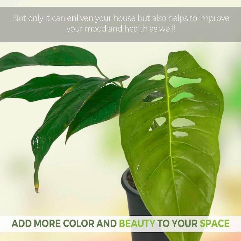 Monstera Unknown by LEAL PLANTS ECUADOR | Natural Décor Swiss Cheese Live Plant