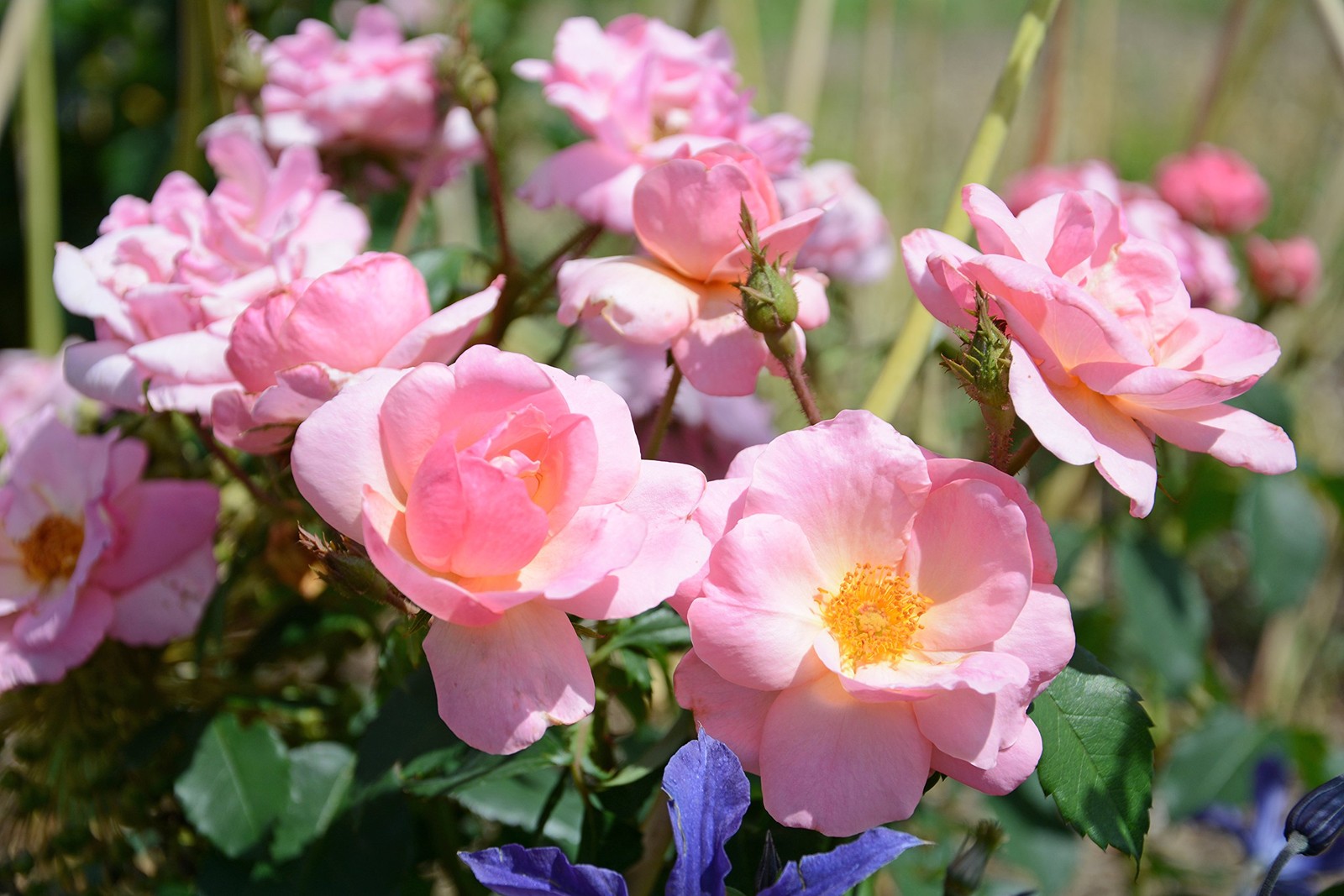 Green Promise Farms Rosa Peachy Knock Out Reblooming Rose 2 Size Container