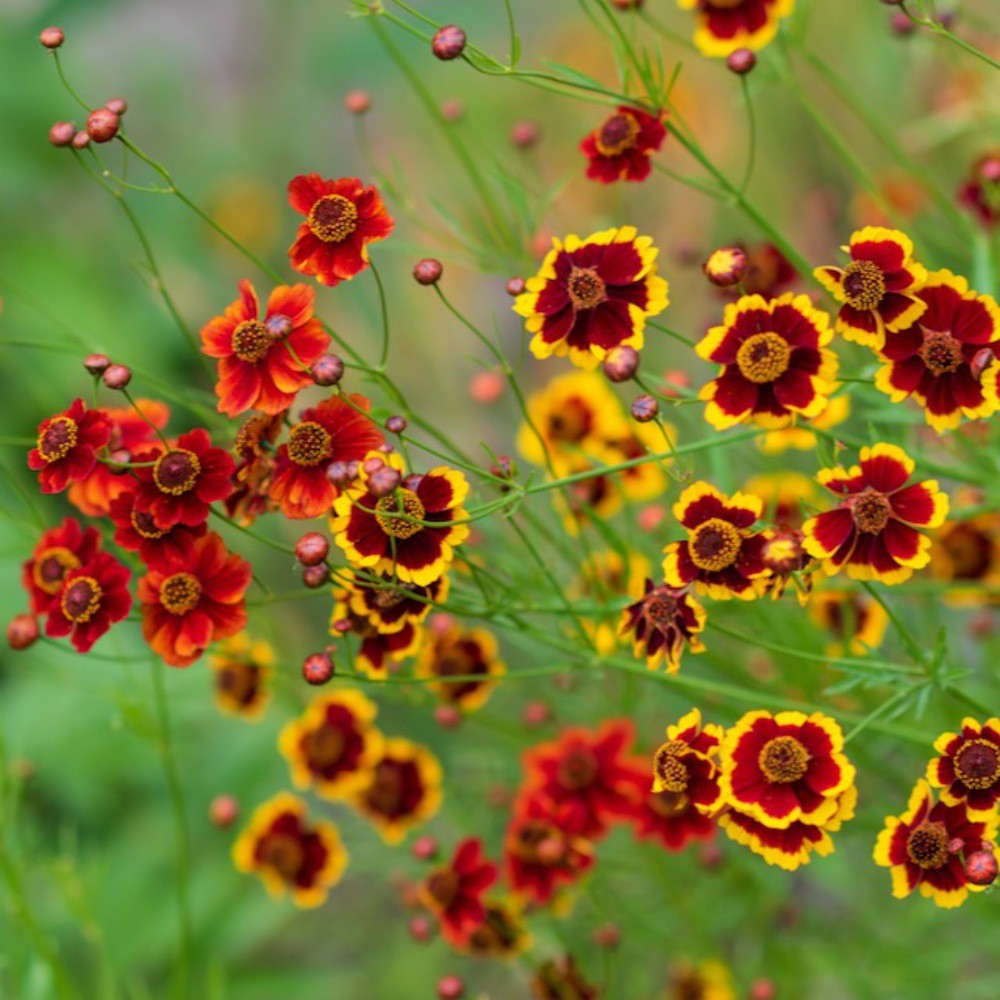 Coreopsis Dyer’s Mix Seeds (Coreopsis tinctoria) ~Dye Plant Pollinator Garden