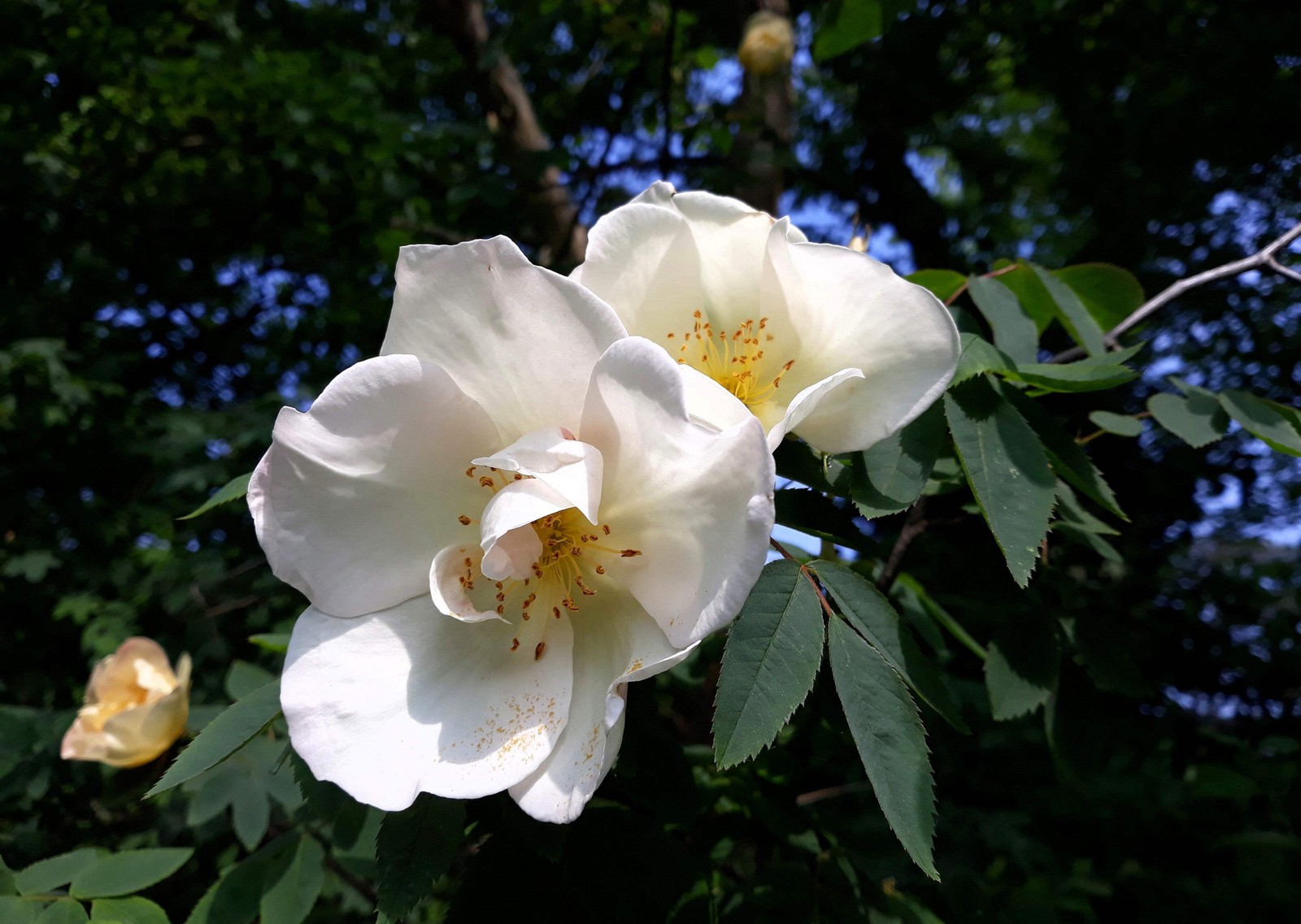 10 WHITE JAPANESE ROSE Rosa Rugosa Alba Bush Shrub Flower Seeds *Flat Shipping
