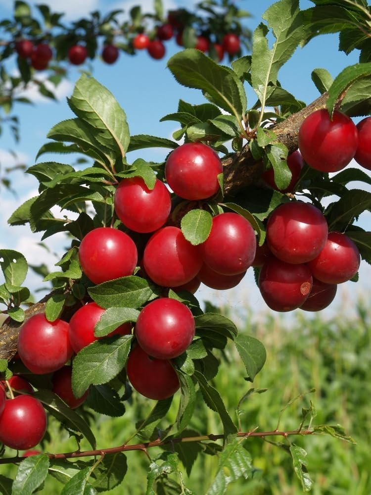 Prunus Americana Seeds – 5 Pack of Red Plum Tree Seeds for Heirloom Gardens